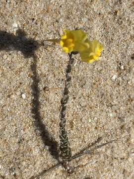 Image of Linaria polygalifolia Hoffmgg. & Link