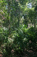 Image of Mangrove fan palm