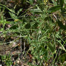 Image of Crotalaria medicaginea var. medicaginea