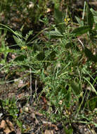 Imagem de Crotalaria medicaginea var. medicaginea