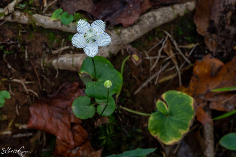 Image of Kidney-Leaf Grass-of-Parnassus