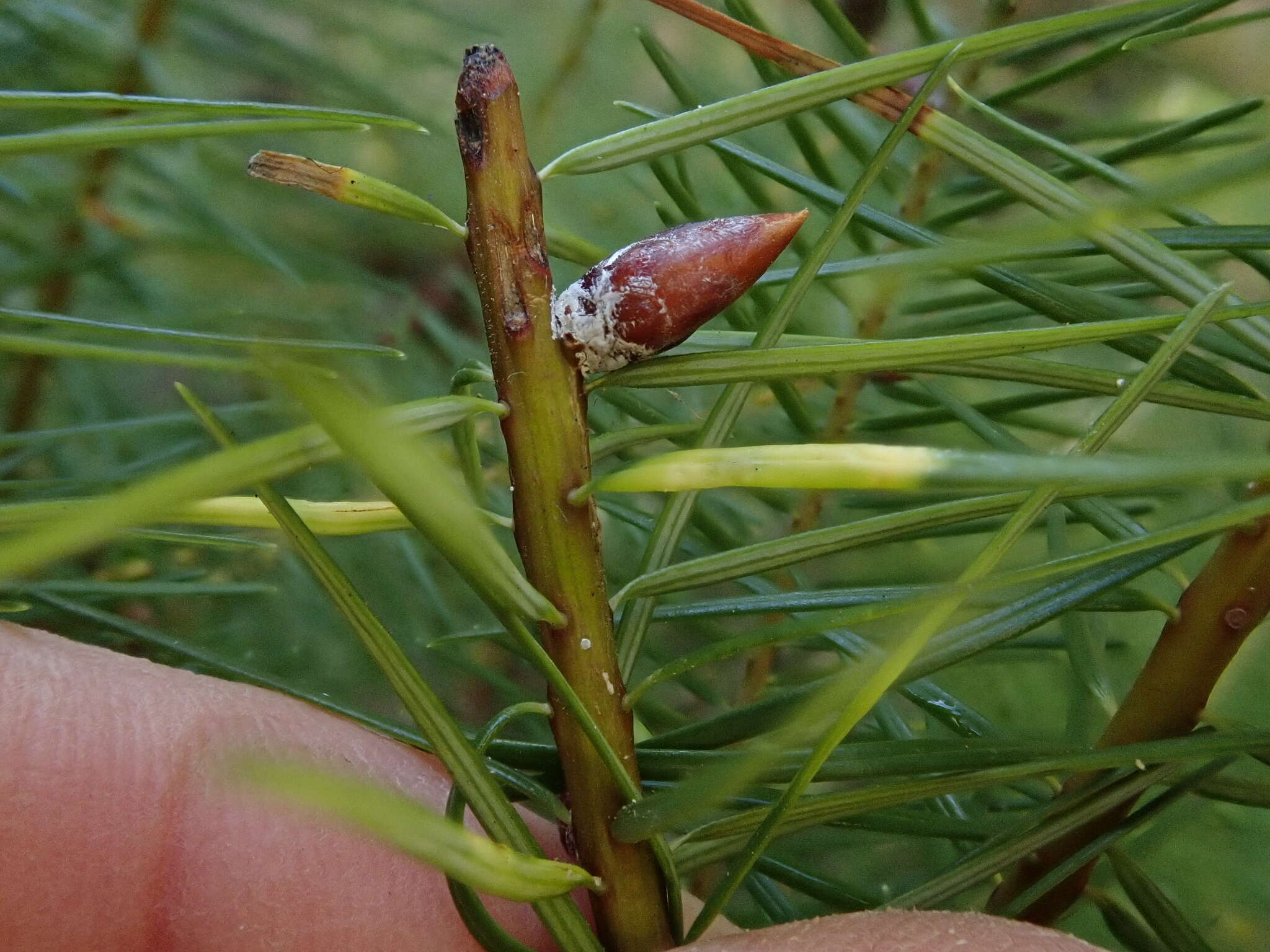 Image of Contarinia pseudotsugae Condrashoff 1961