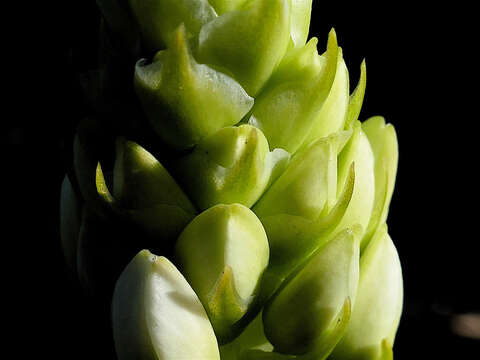 Image of Ornithogalum thyrsoides Jacq.