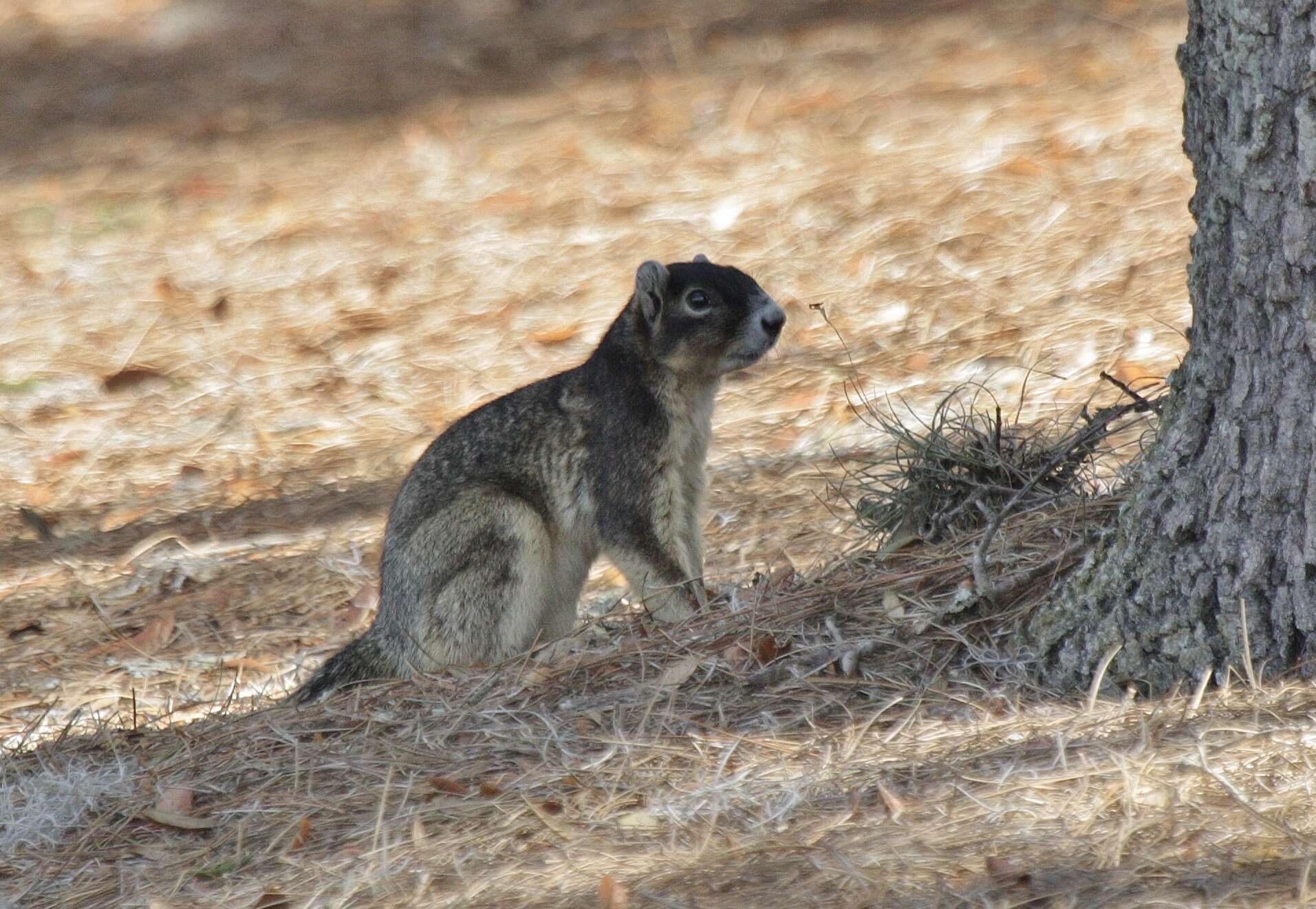 Image of Sherman's fox squirrel