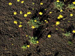 Image of Euryops annuus Compton