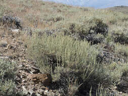 Imagem de Artemisia tridentata subsp. vaseyana (Rydb.) Beetle