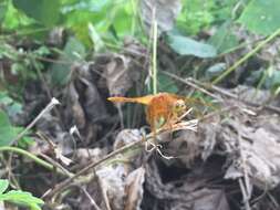 Sympetrum croceolum (Selys 1883) resmi