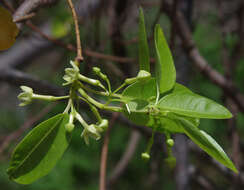 Image of Gymnanthera oblonga (Burm. fil.) P. S. Green