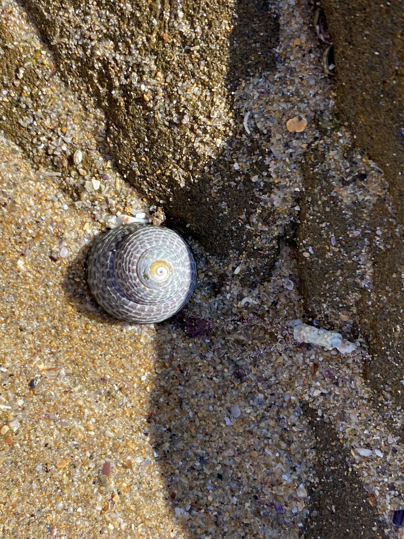 Image de Chlorodiloma adelaidae (Philippi 1848)