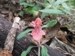 Image de Stachys albotomentosa Ramamoorthy