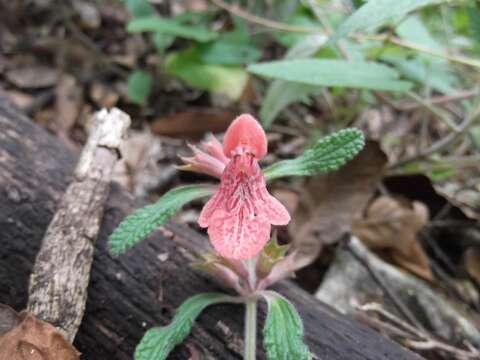 Слика од Stachys albotomentosa Ramamoorthy