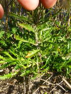 Image of Lobelia coronopifolia L.