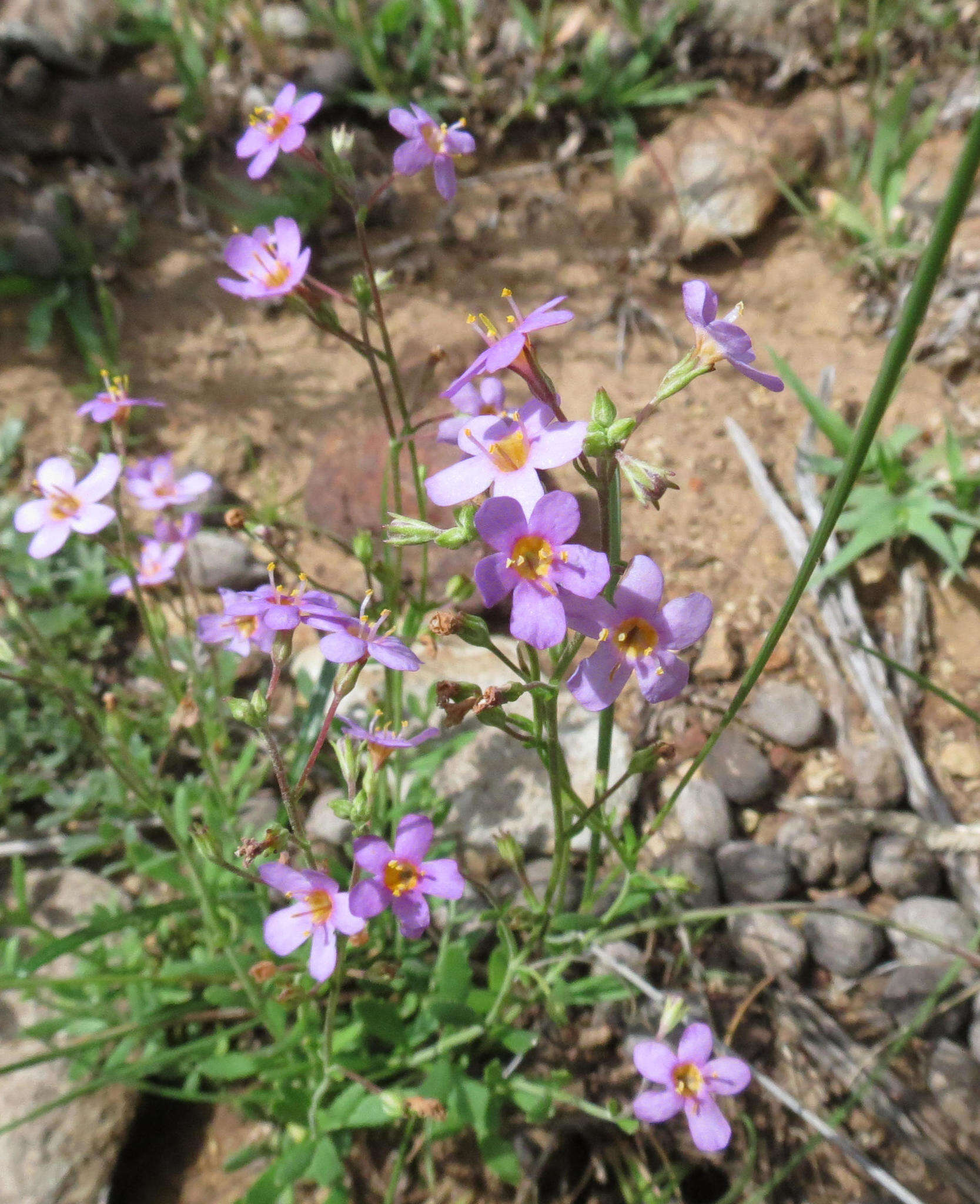 Image of Sutera halimifolia (Benth.) Kuntze