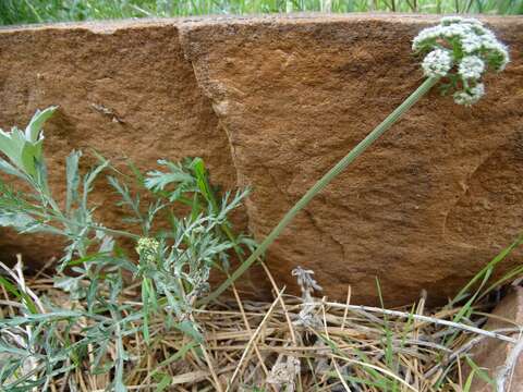 Imagem de Lomatium orientale Coult. & Rose