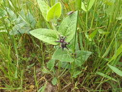 Image of star milkvine