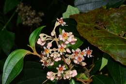 Imagem de Miconia mirabilis (Aubl.) L. O. Williams