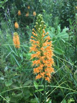 Image of Chapman's Fringed Orchid