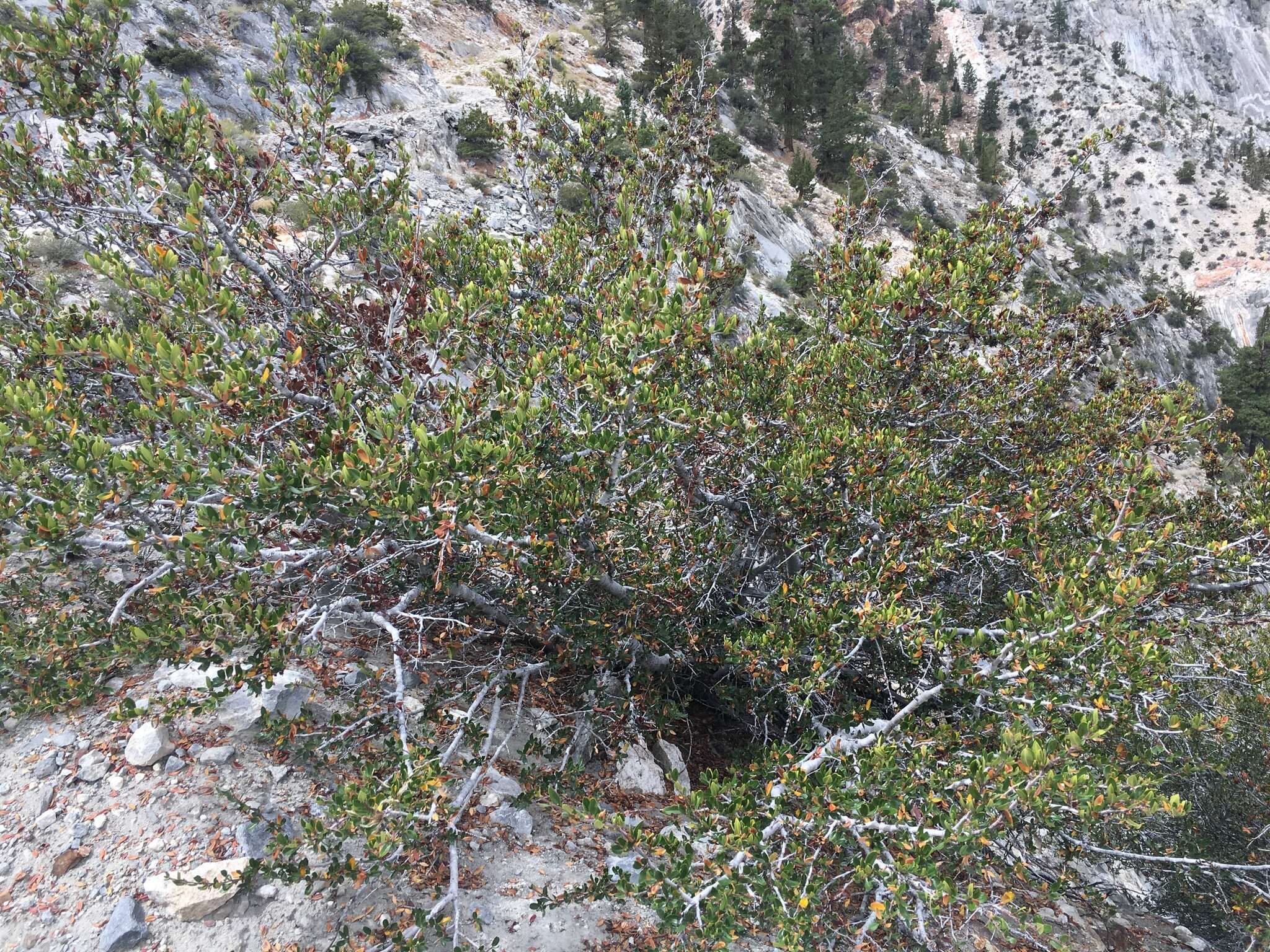 Plancia ëd Cercocarpus ledifolius Nutt.