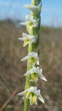 Image of Giant-Spiral Ladies'-Tresses