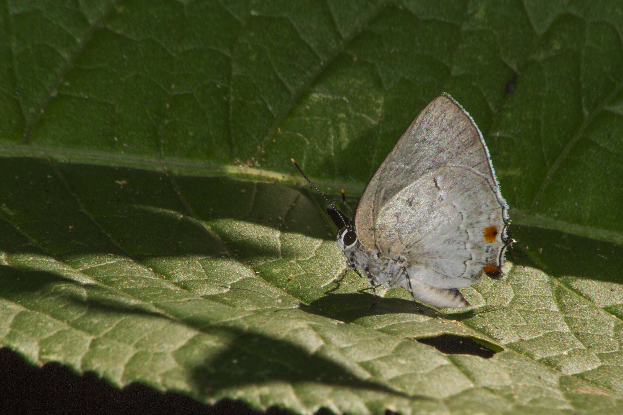 Imagem de Siderus leucophaeus