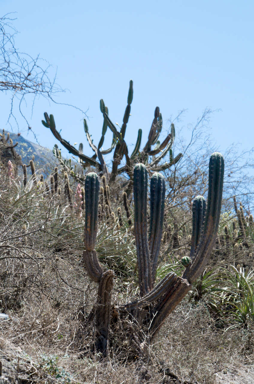 Image of Echinopsis clavata (F. Ritter) D. R. Hunt