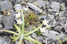 Image of knotted pearlwort