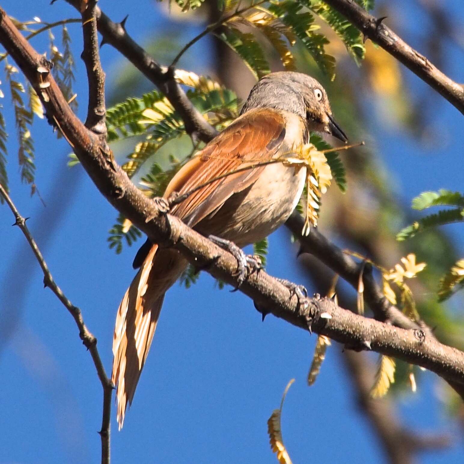 Image of Collared Palm Thrush