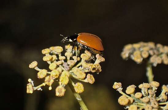 Image of Ladybird beetle