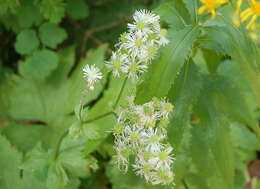 Imagem de Trautvetteria caroliniensis var. occidentalis (A. Gray) C. L. Hitchc.