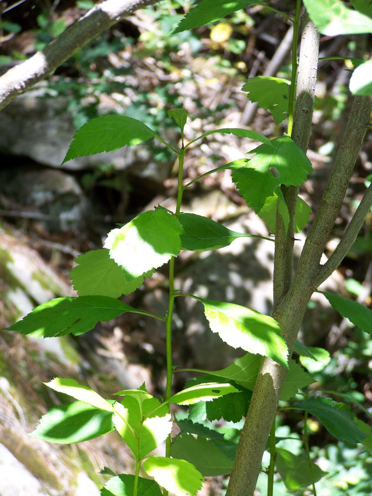 Image of river hawthorn