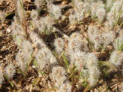 Image of Plantago bellardii All.