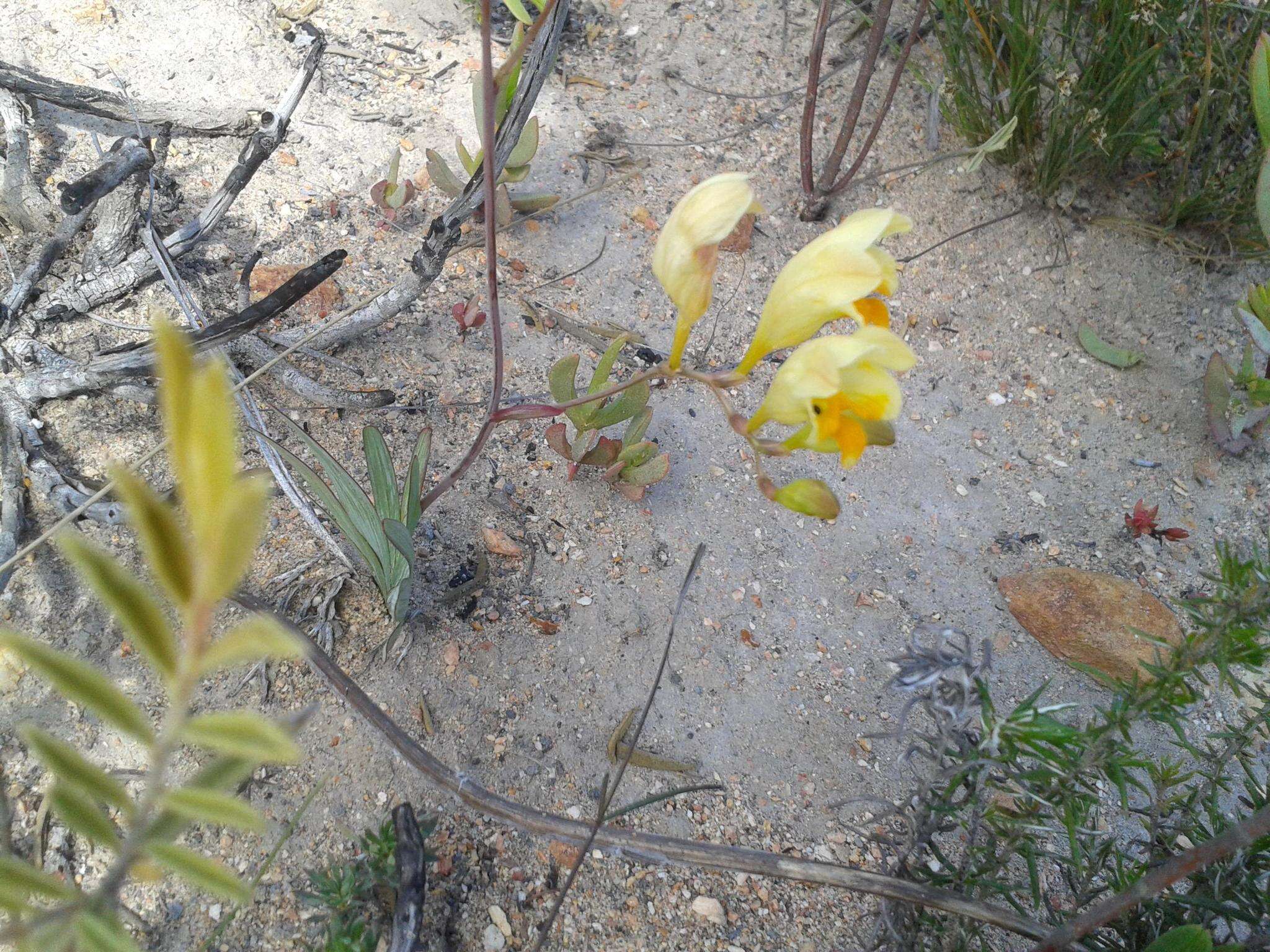 Freesia corymbosa (Burm. fil.) N. E. Br. resmi