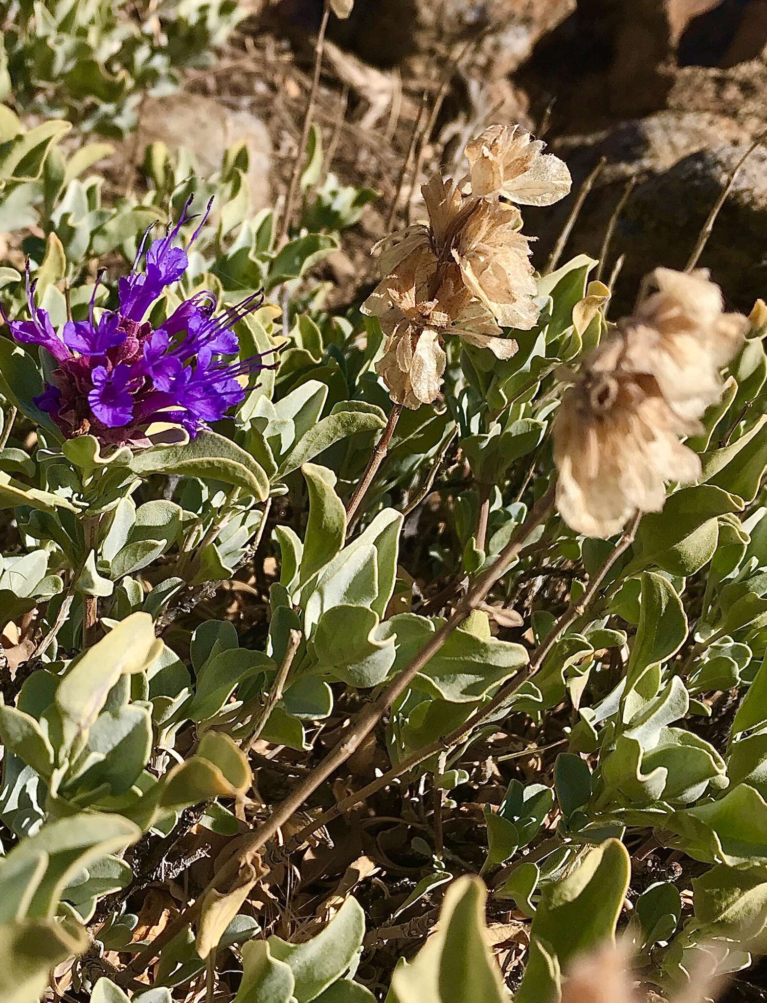 Sivun Salvia pachyphylla Epling ex Munz kuva