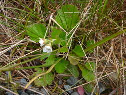 Image of Geum cockaynei (F. Bolle) B. P. J. Molloy & C. J. Webb