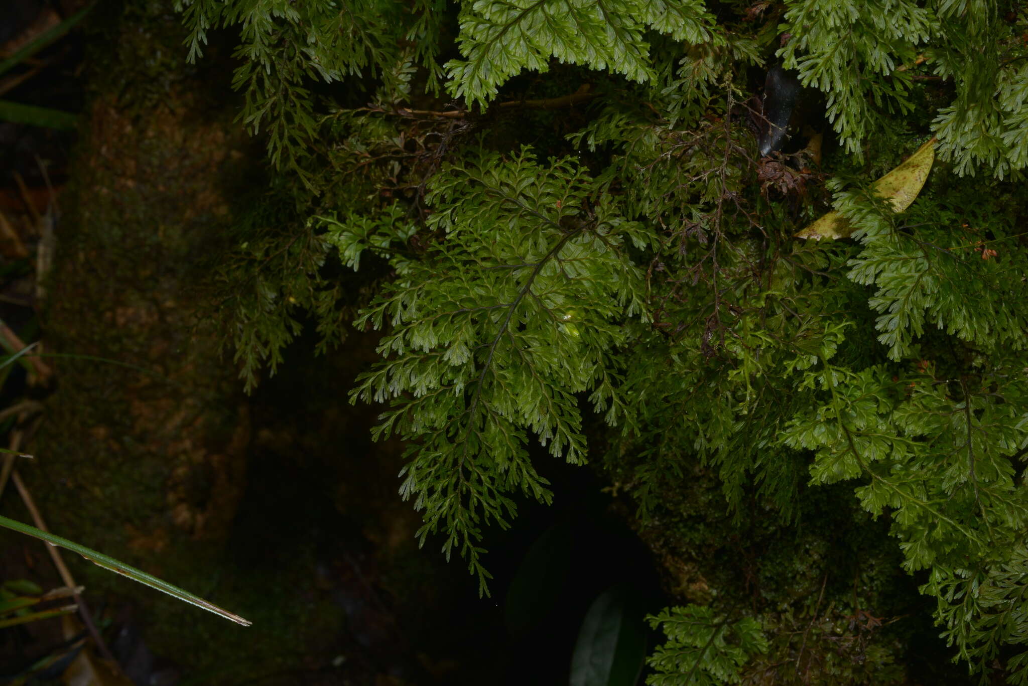 Image de Hymenophyllum deplanchei Mett. ex Kuhn