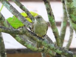 Image of Ayeyarwady Bulbul