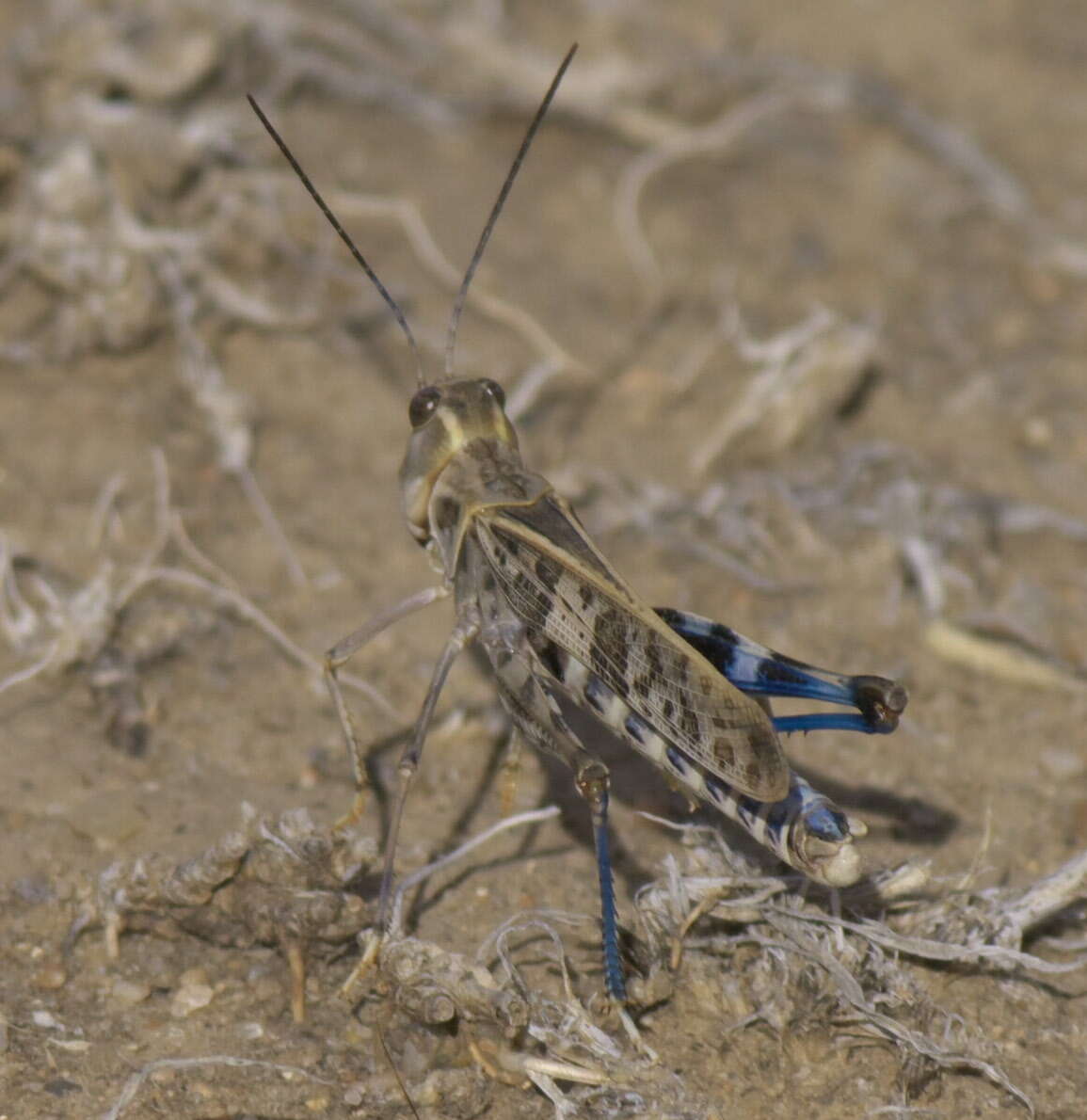 Image of Blue-legged Grasshopper