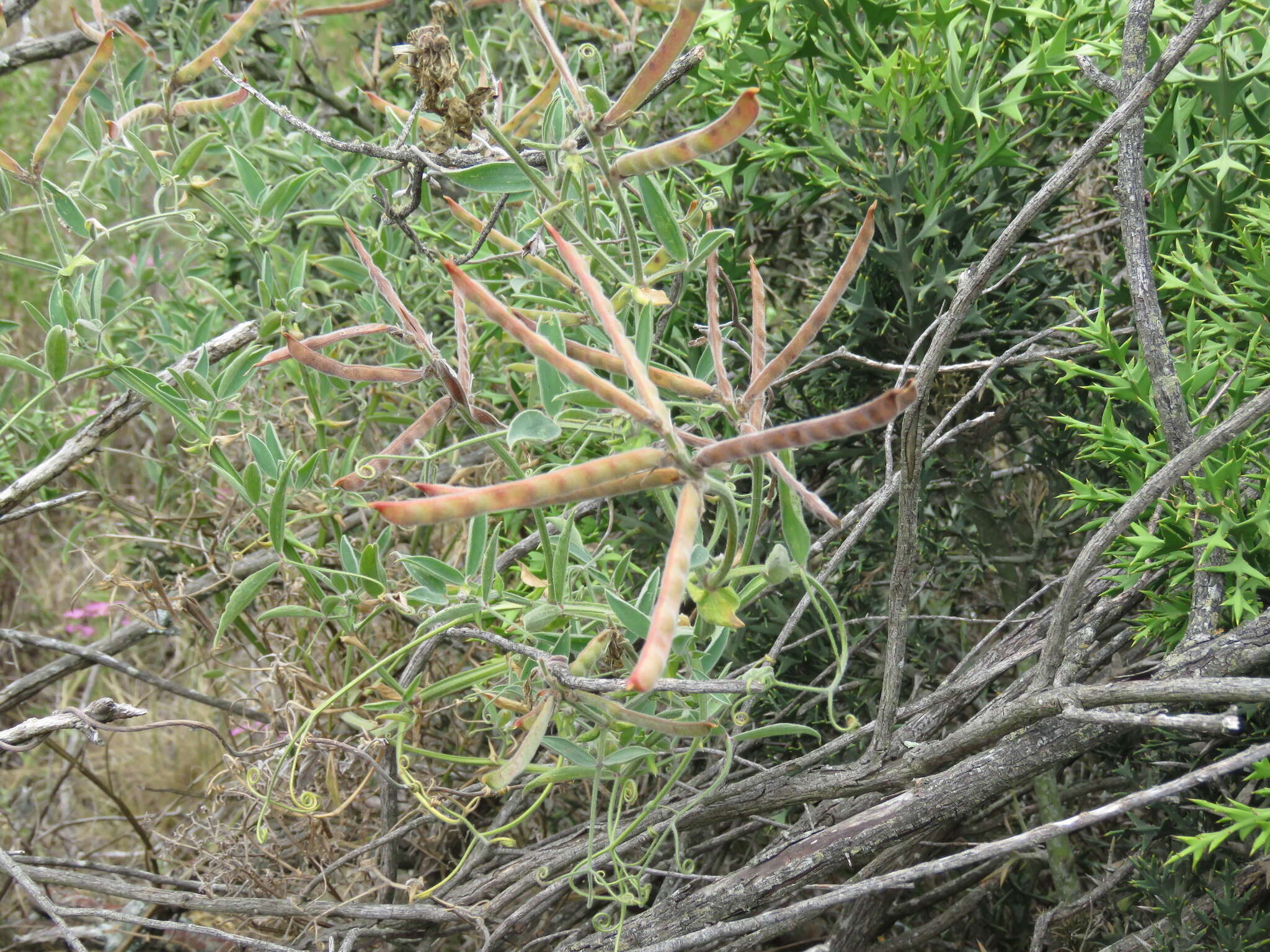 Imagem de Lathyrus pubescens Hook. & Arn.