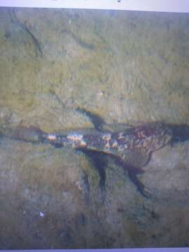 Image of Bullhead