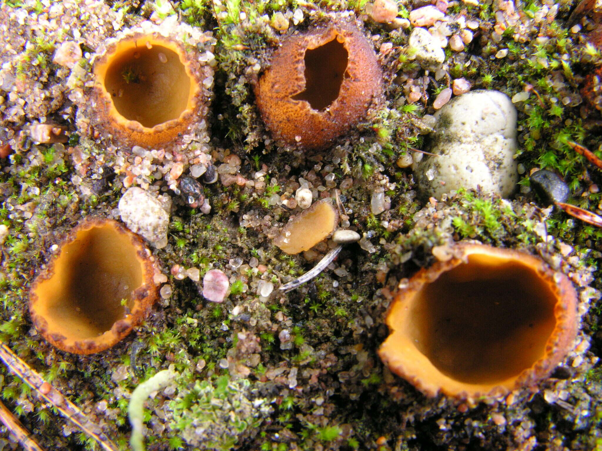 Image of Hoffmannoscypha pellita (Sacc.) Stielow, Göker & Klenk 2012