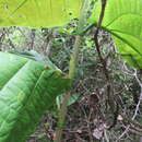 Image of Coccoloba mollis Casar.