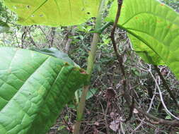 Image de Coccoloba mollis Casar.