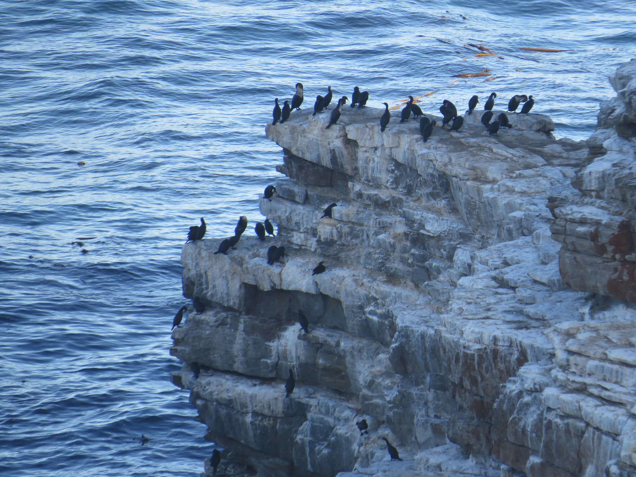 Image of Cape Cormorant