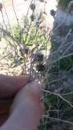 Image of Nidorella foetida (L.) DC.