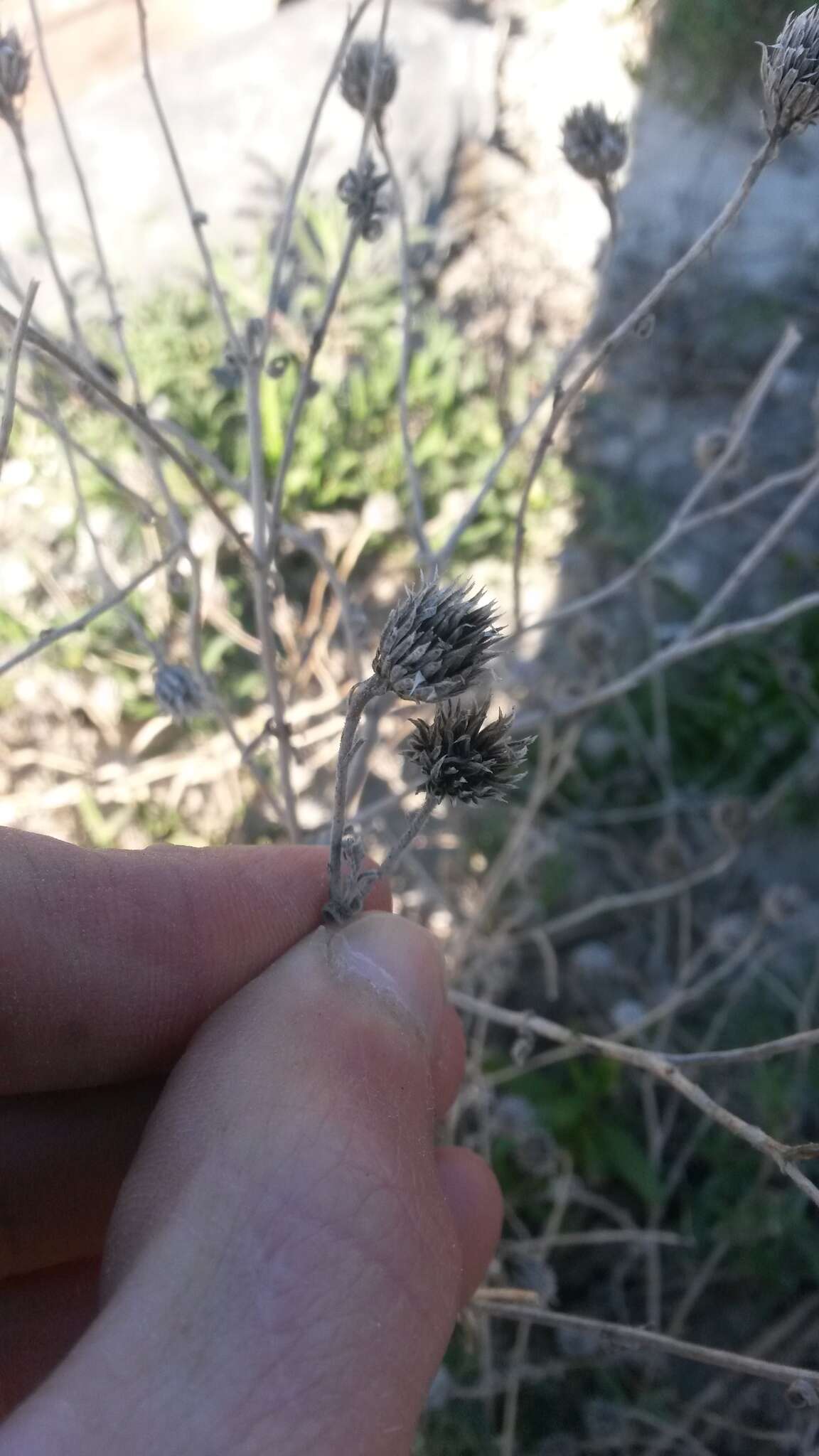 Слика од Nidorella foetida (L.) DC.