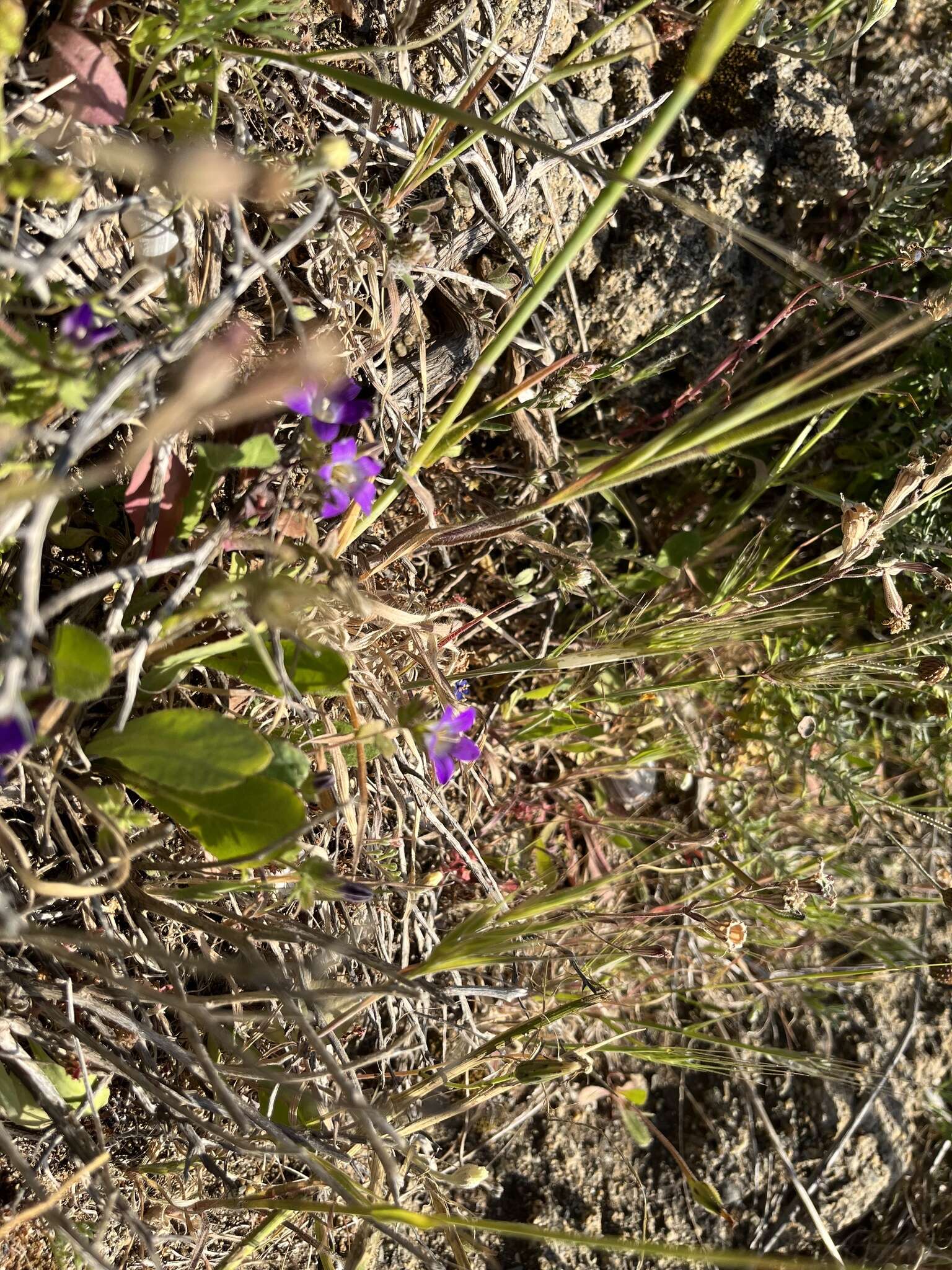 Image of Campanula drabifolia Sm.