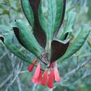 Image of Thiollierea macrophylla (Brongn.) Baum.-Bod.