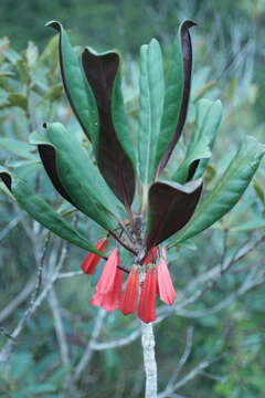 Image of Thiollierea macrophylla (Brongn.) Baum.-Bod.