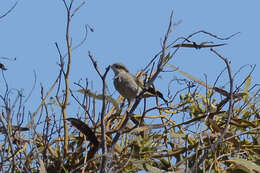 Image of Band-faced Honeyeaters