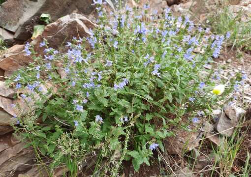 Image of Lophanthus krylovii Lipsky